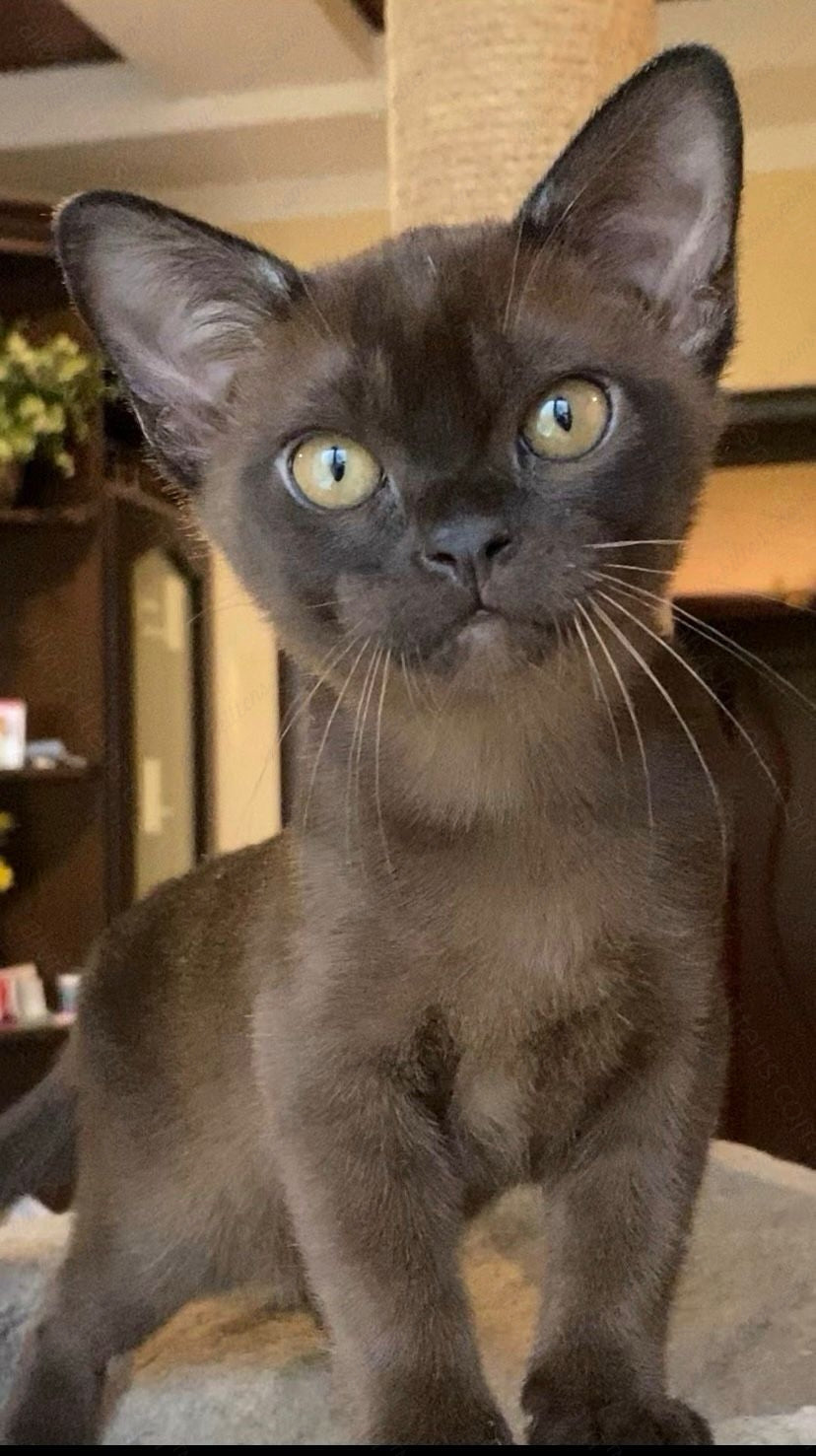 Burmese Kitten Name "Kazanova"