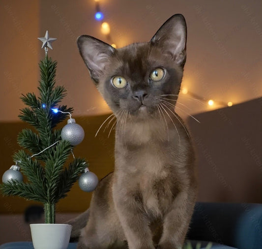 Burmese Kitten Name "Kazanova"