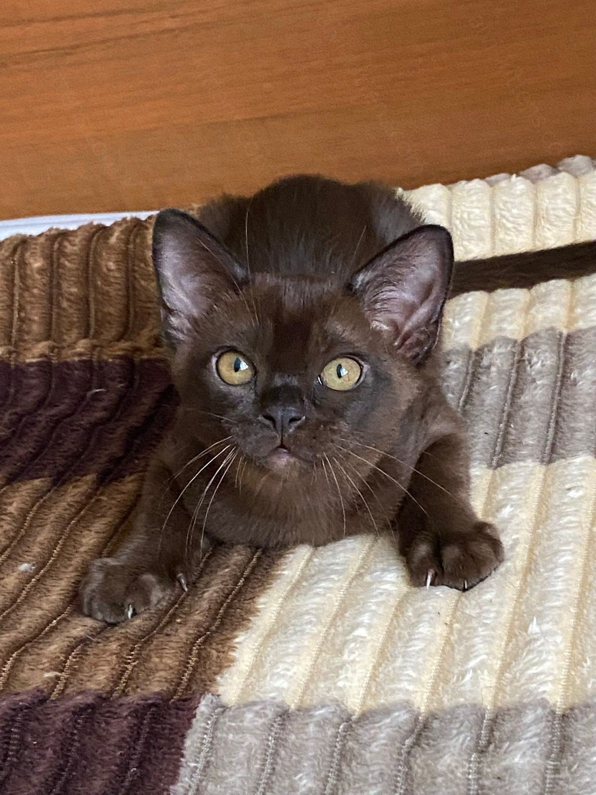 Burmese Kitten Name "Kazanova"