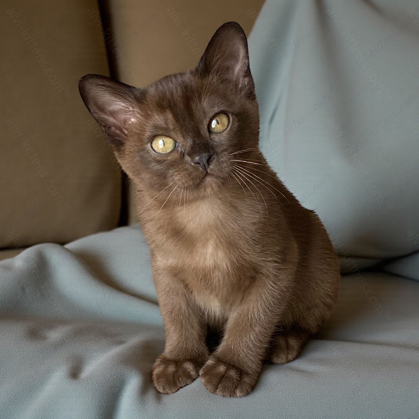 Burmese Kitten Name "Monika"