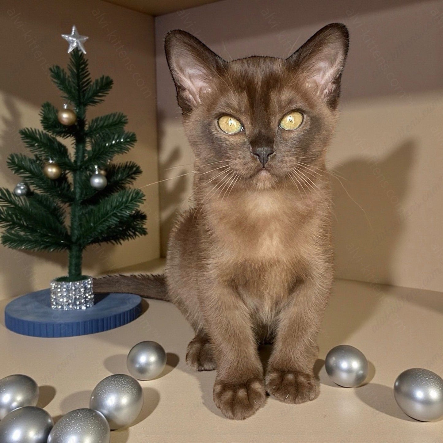 Burmese Kitten Name "Monika"