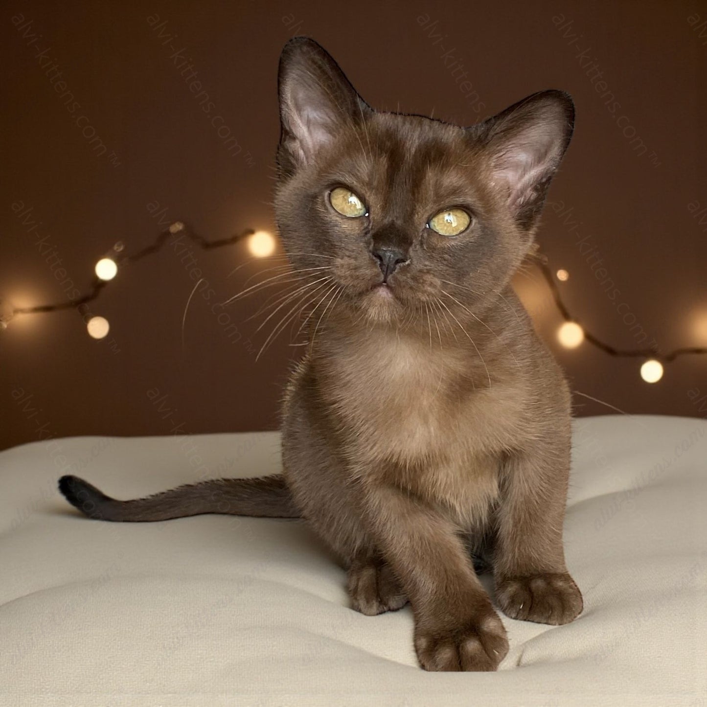 Burmese Kitten Name "Monika"