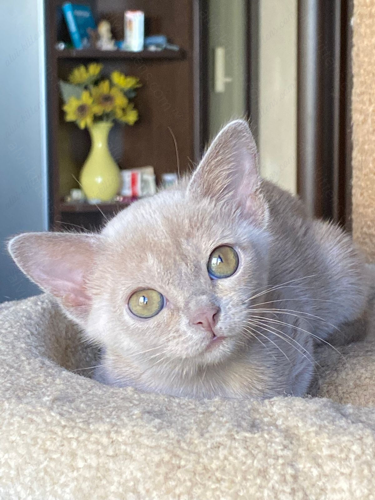 Burmese Kitten Name "Linda"
