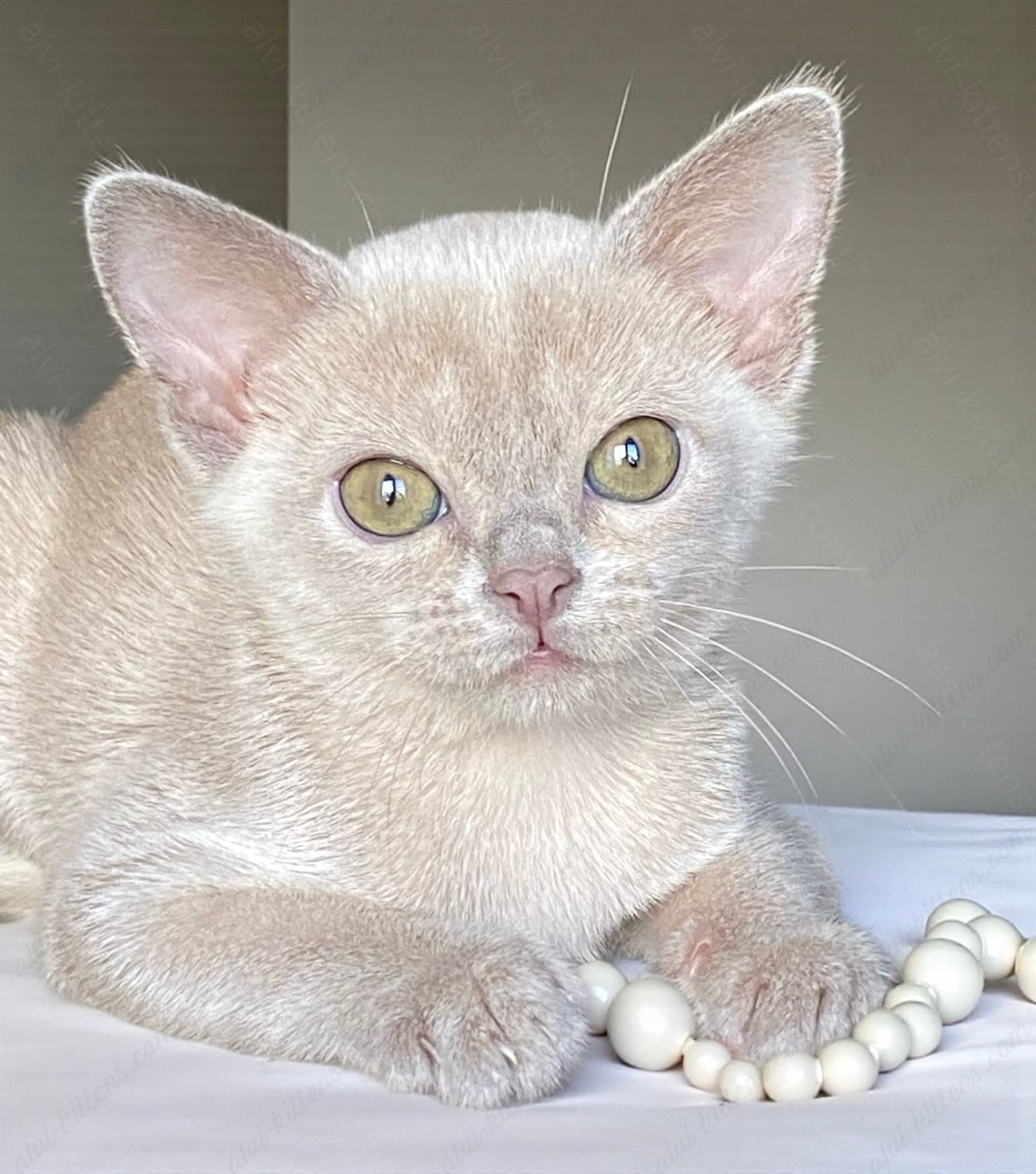 Burmese Kitten Name "Linda"
