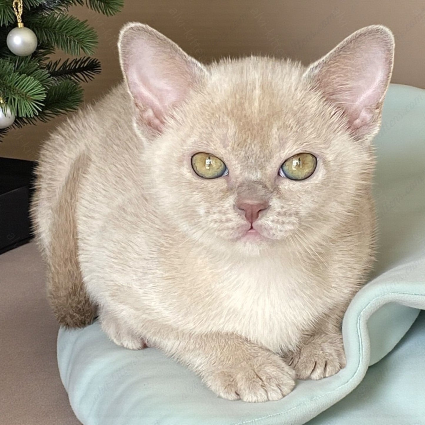 Burmese Kitten Name "Lada"