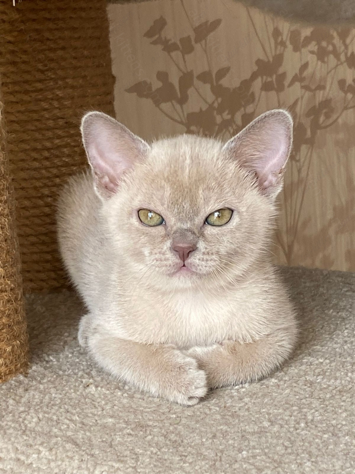 Burmese Kitten Name "Lada"