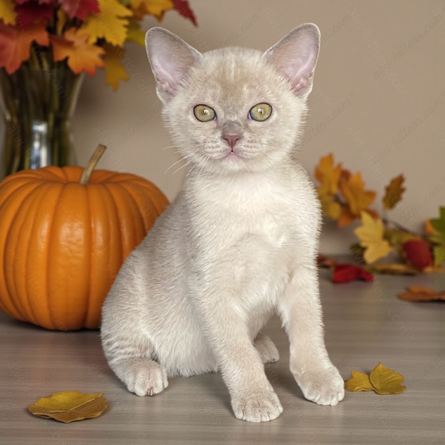 Burmese Kitten Name "Lada"