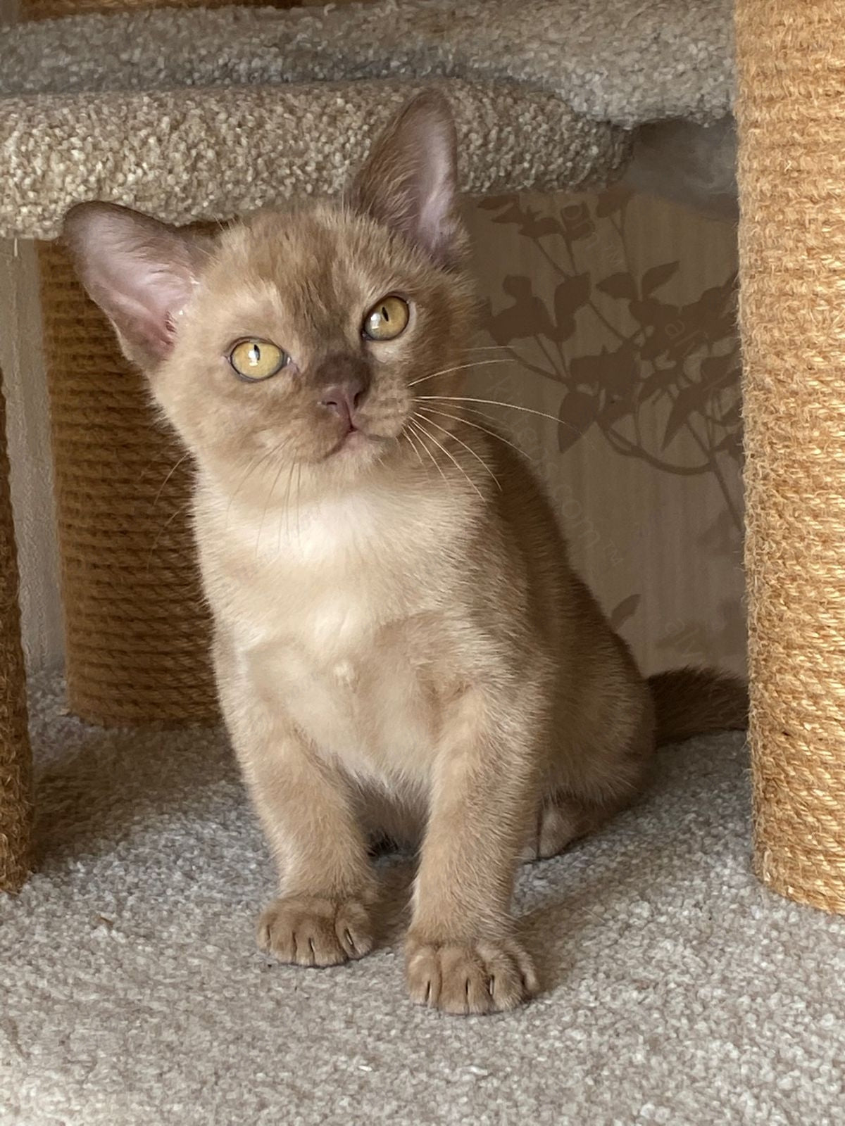 Burmese Kitten Name "Laki"