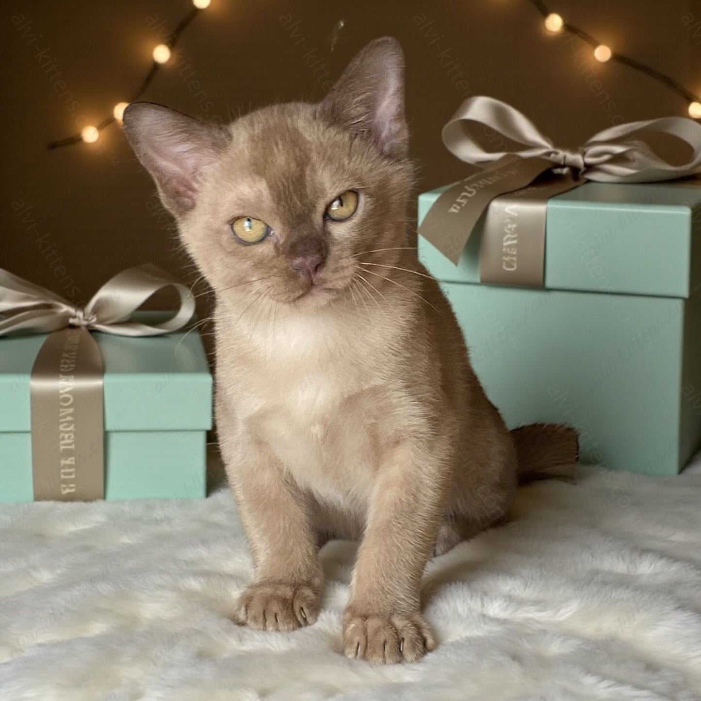 Burmese Kitten Name "Laki"