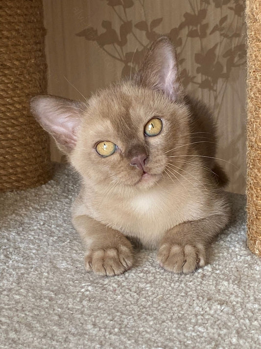 Burmese Kitten Name "Laki"