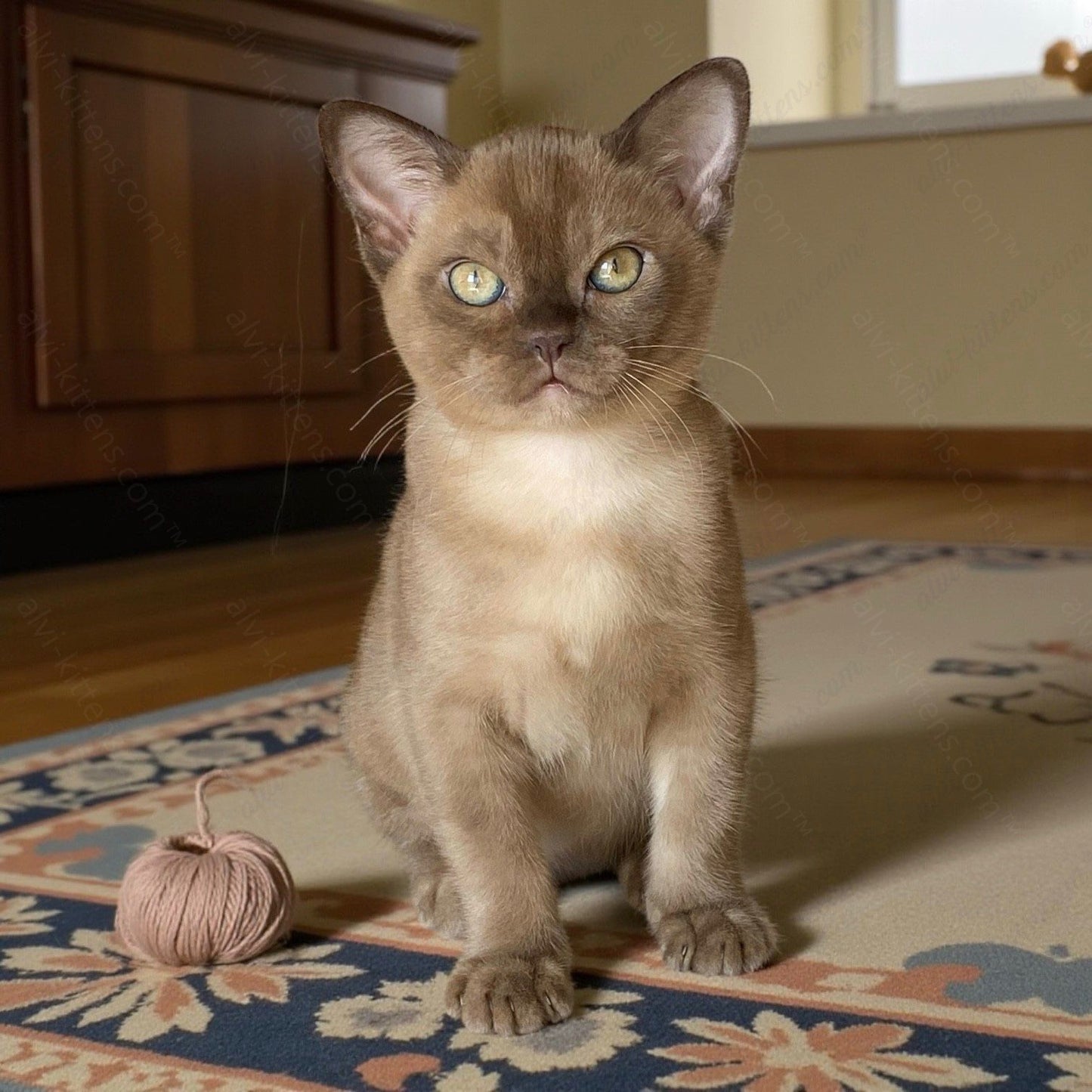 Burmese Kitten Name "Leksus"