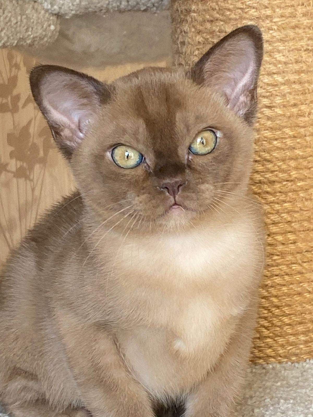 Burmese Kitten Name "Leksus"