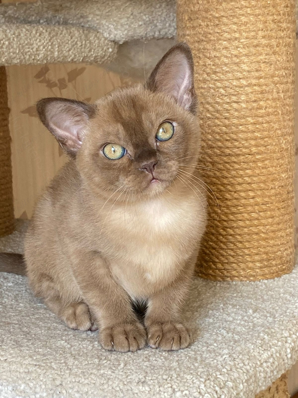 Burmese Kitten Name "Leksus"