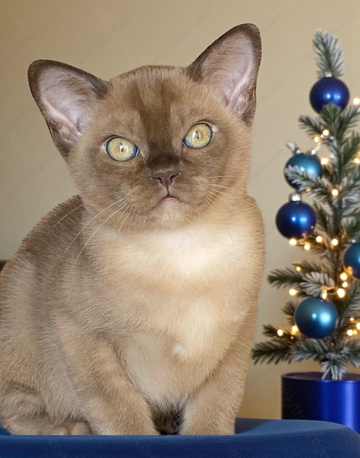 Burmese Kitten Name "Leksus"