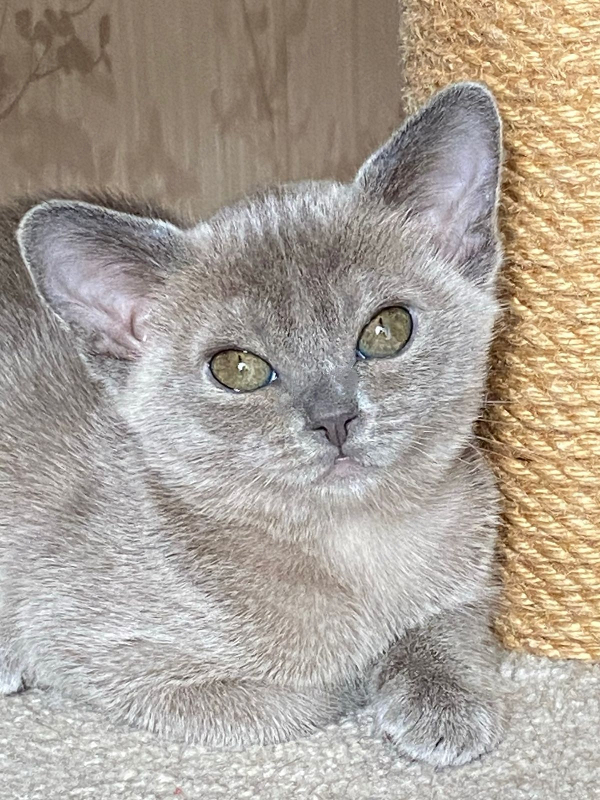Burmese Kitten Name "Mila"