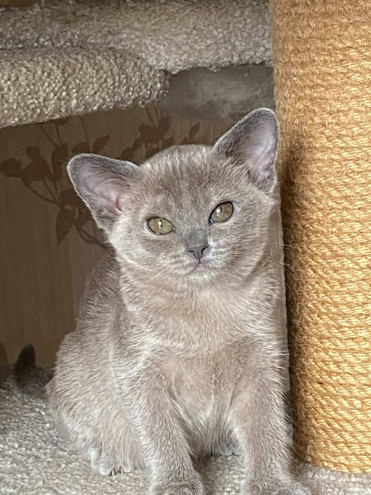 Burmese Kitten Name "Mila"