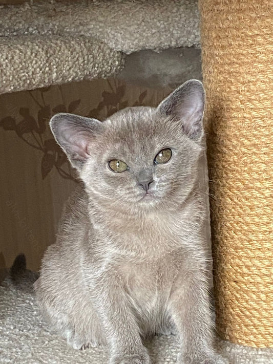 Burmese Kitten Name "Mila"