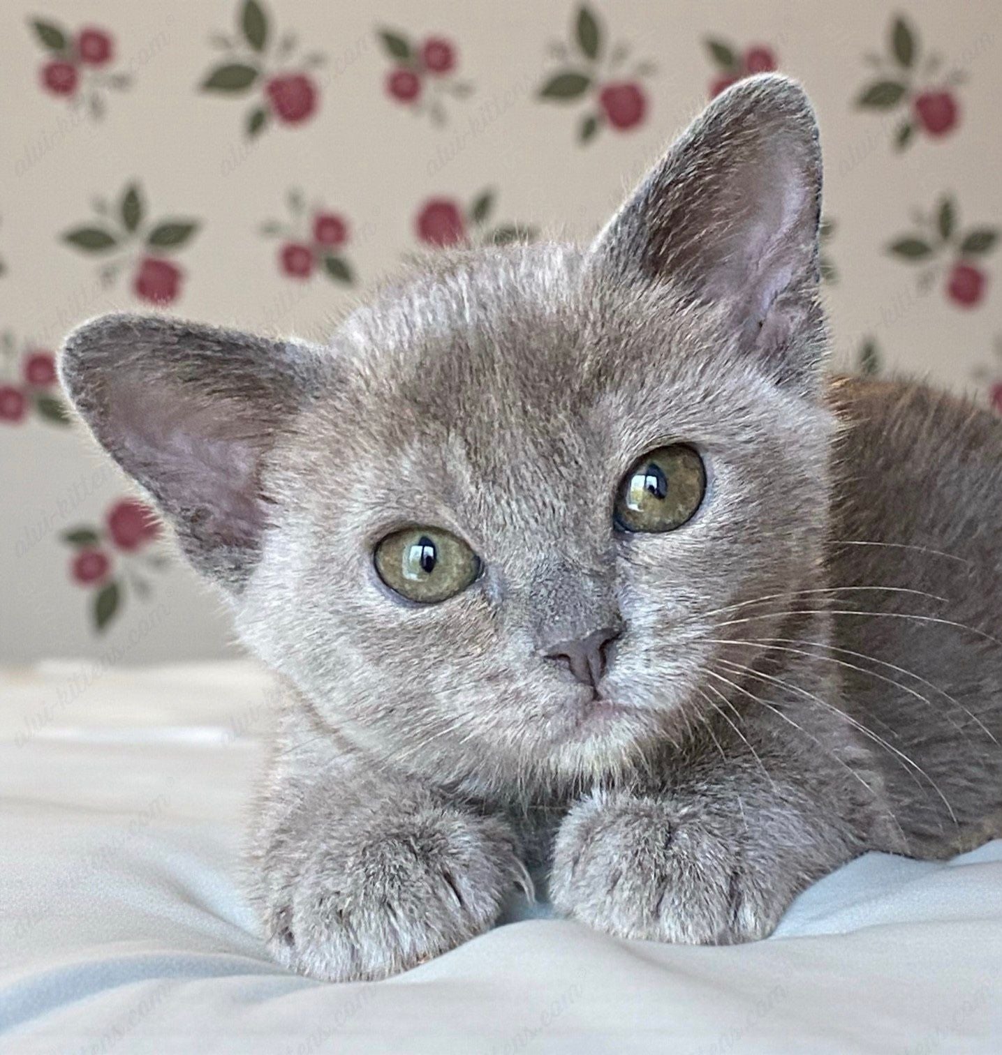 Burmese Kitten Name "Mila"