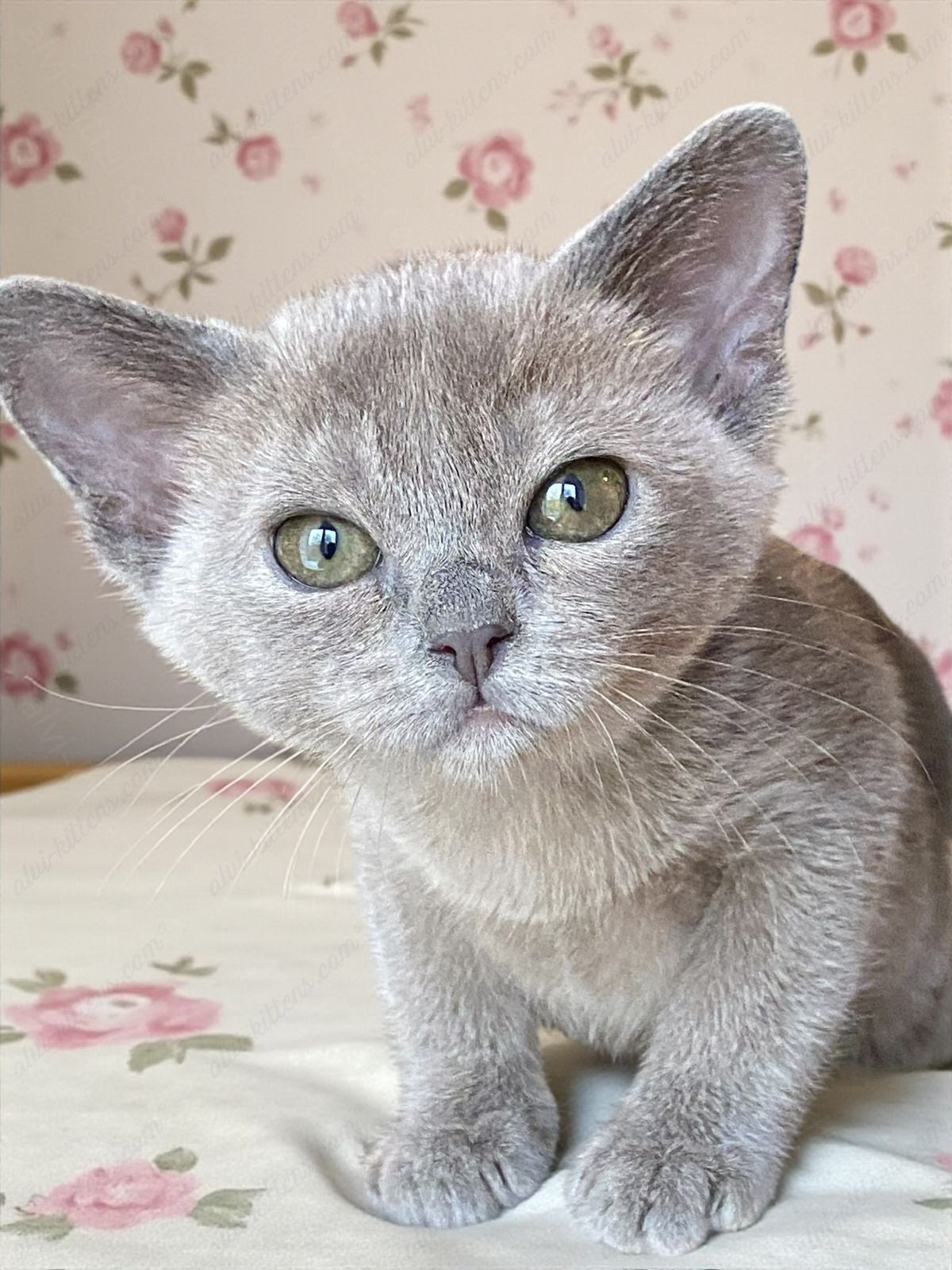 Burmese Kitten Name "Mila"