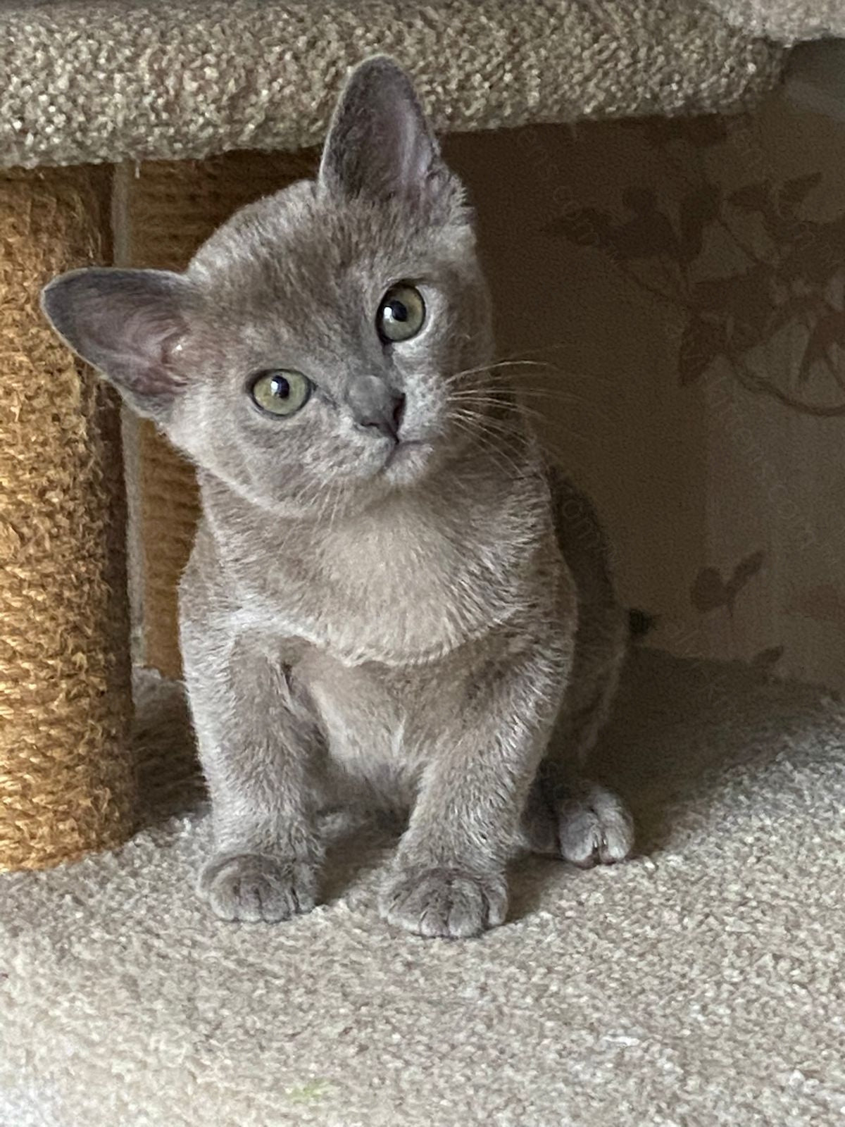 Burmese Kitten Name "Markiz"