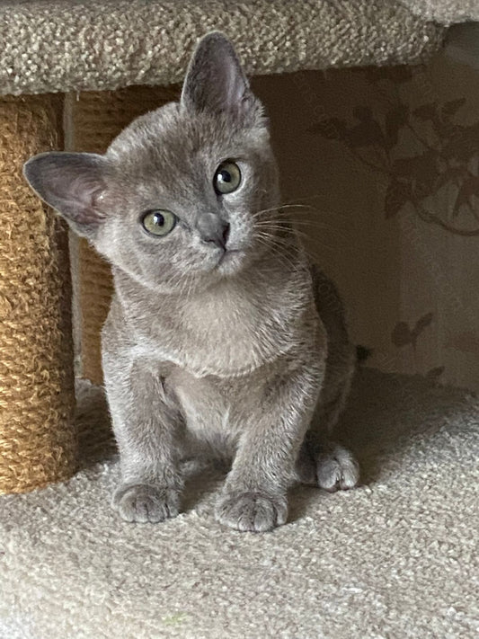 Burmese Kitten Name "Markiz"