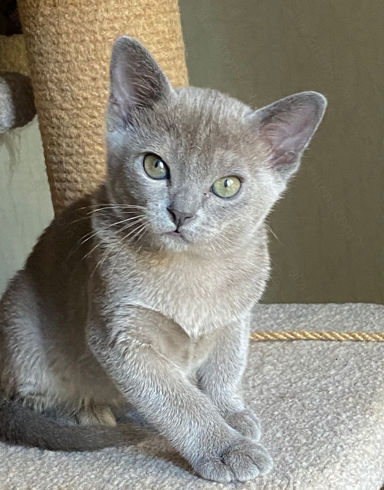 Burmese Kitten Name "Markiz"