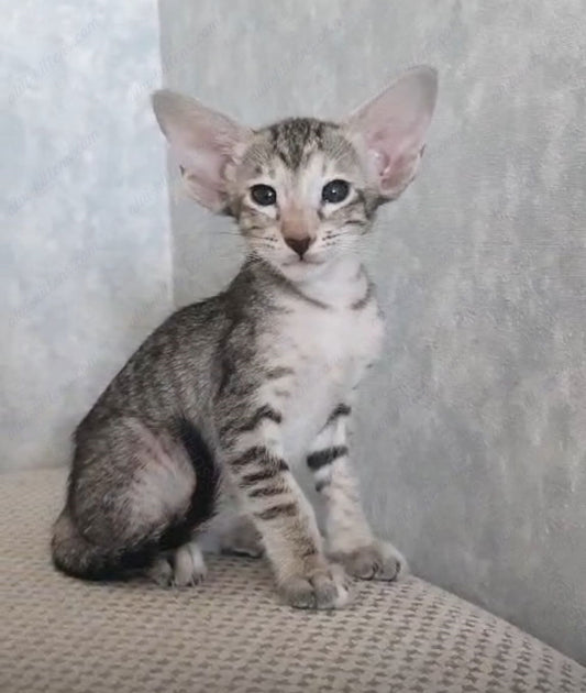 Oriental kitten name "ORf-006"