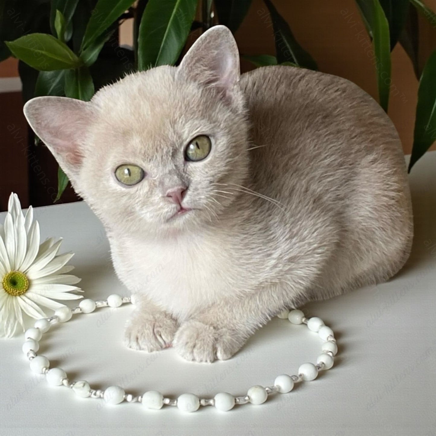 Burmese Kitten Name "Nensi"