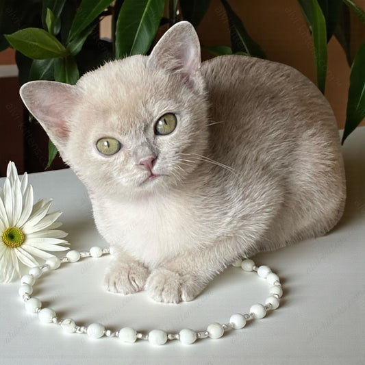 Burmese Kitten Name "Nensi"