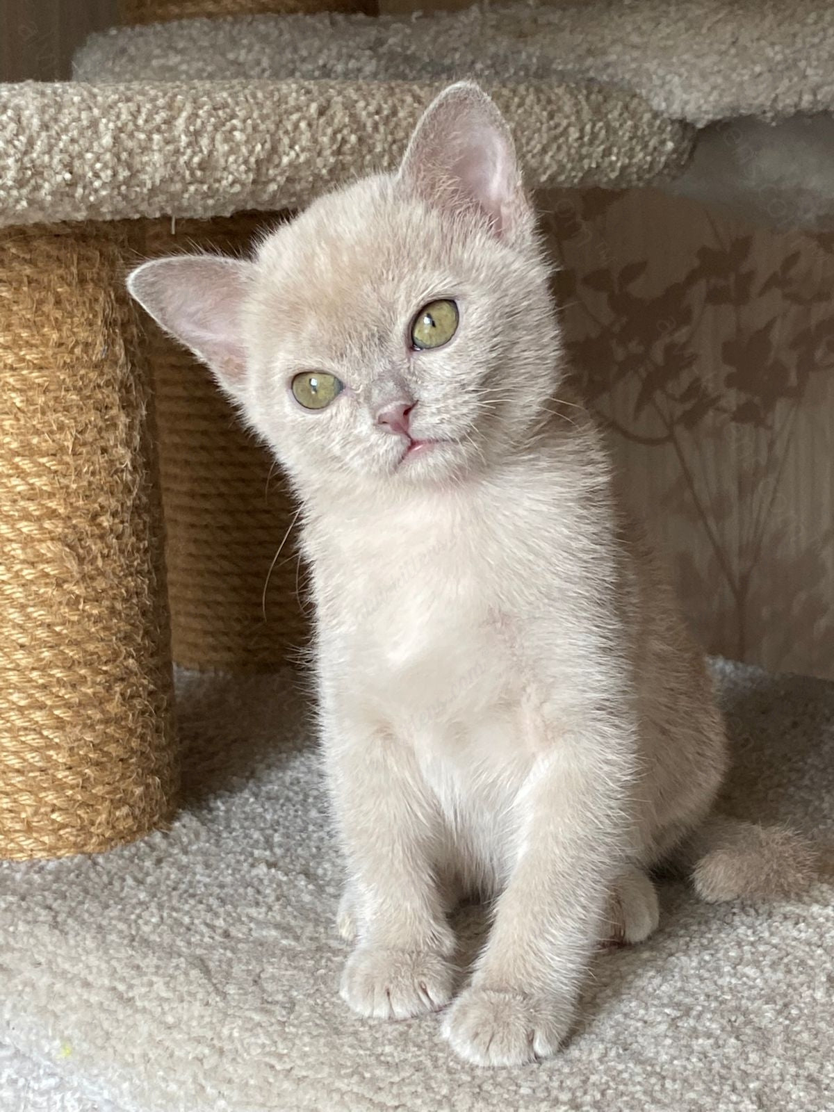 Burmese Kitten Name "Nensi"