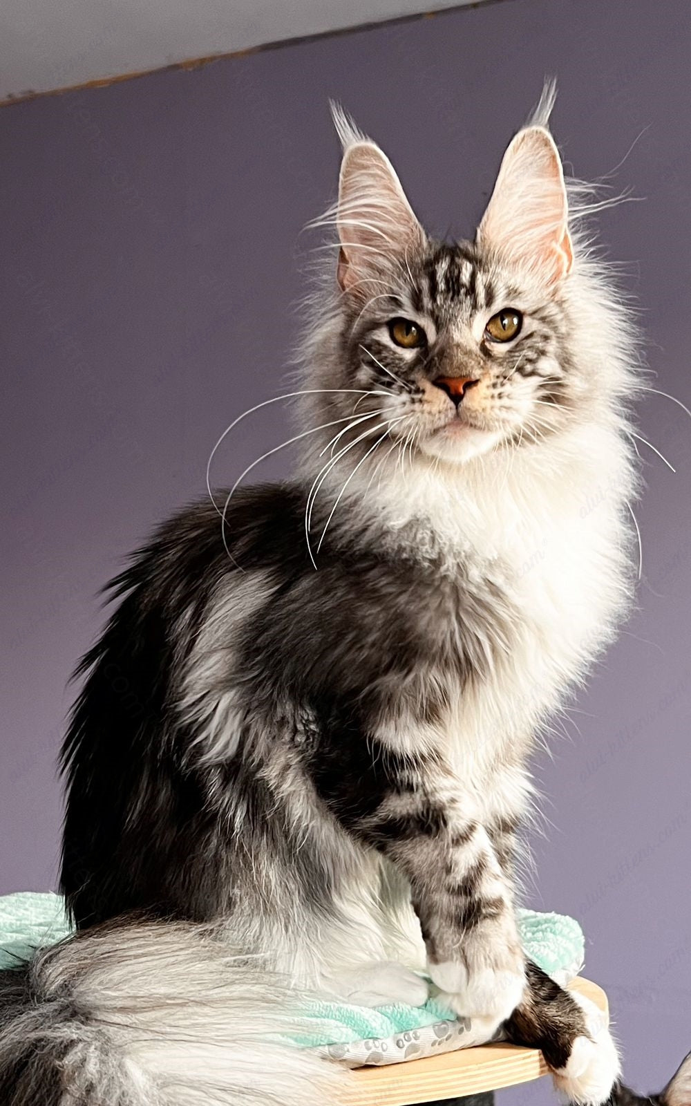 Maine Coon Kitten Name "Raoul"