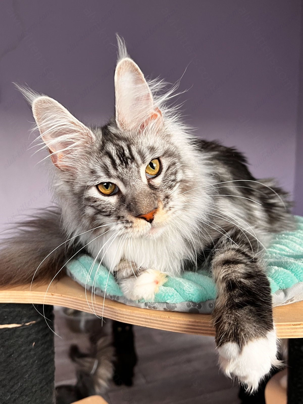 Maine Coon Kitten Name "Raoul"