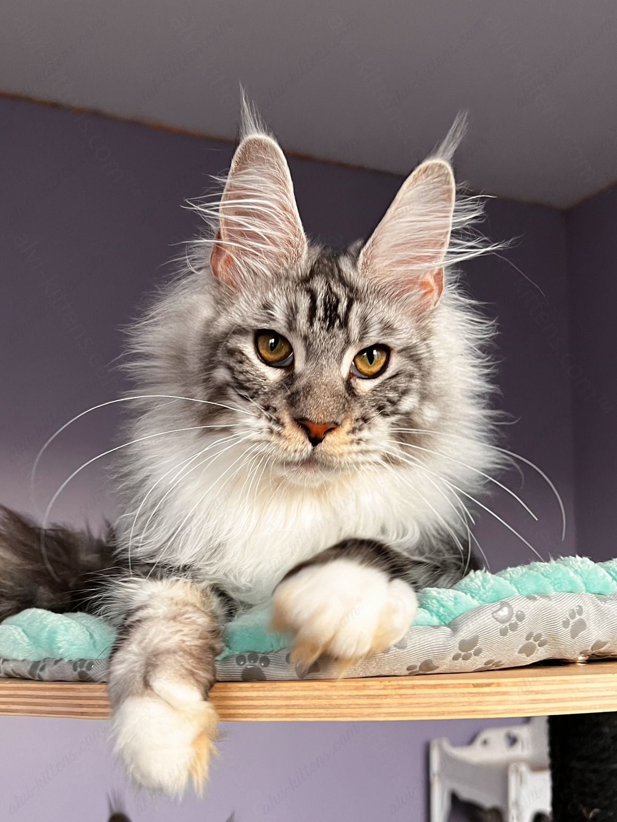 Maine Coon Kitten Name "Raoul"