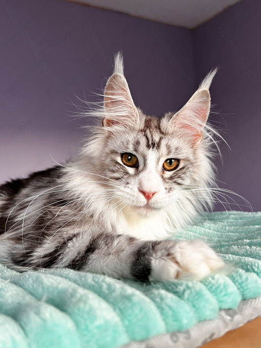 Maine Coon Kitten Name "Tor"