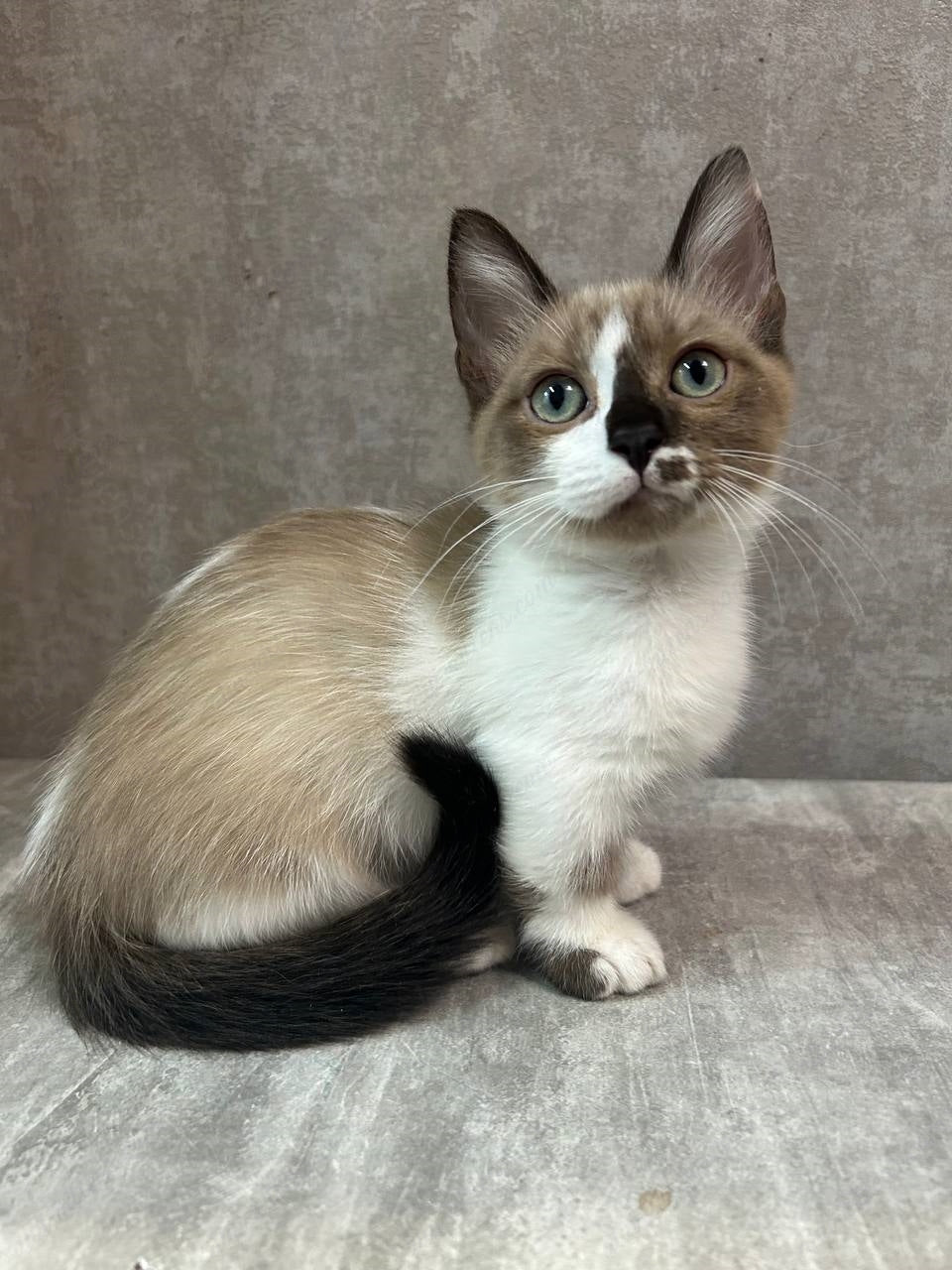 Munchkin Kitten Name "MNf-003" WP