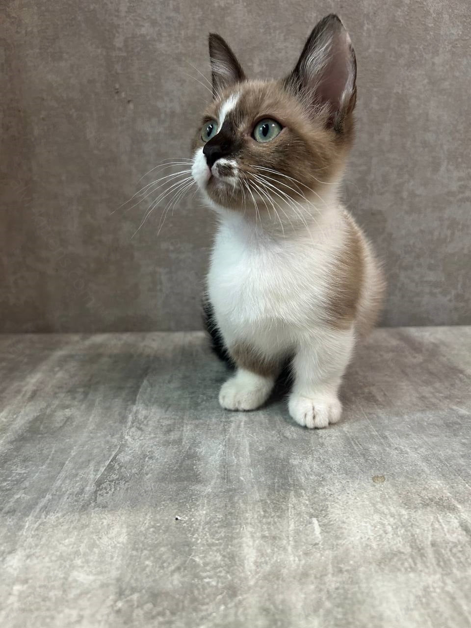 Munchkin Kitten Name "MNf-003" WP