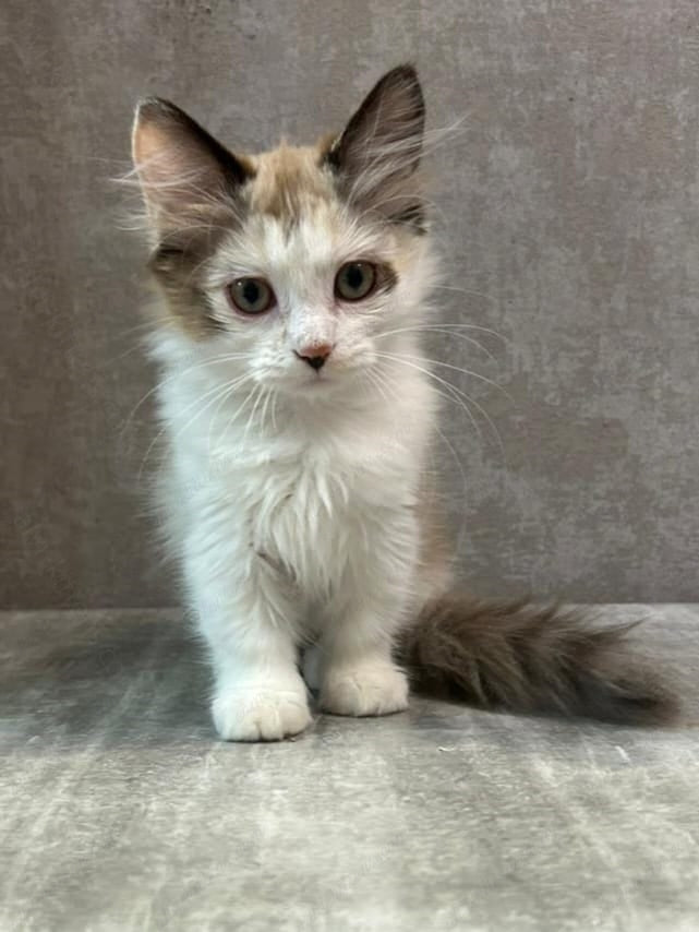 Munchkin Kitten Name "MNf-004" WP