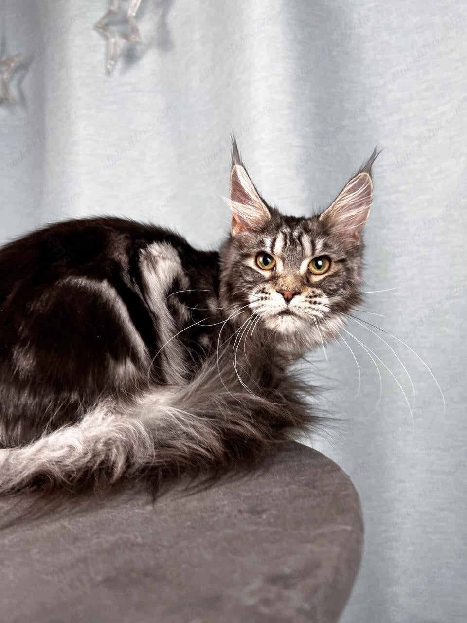 Maine Coon Cat Name "Ustinja"  MCP