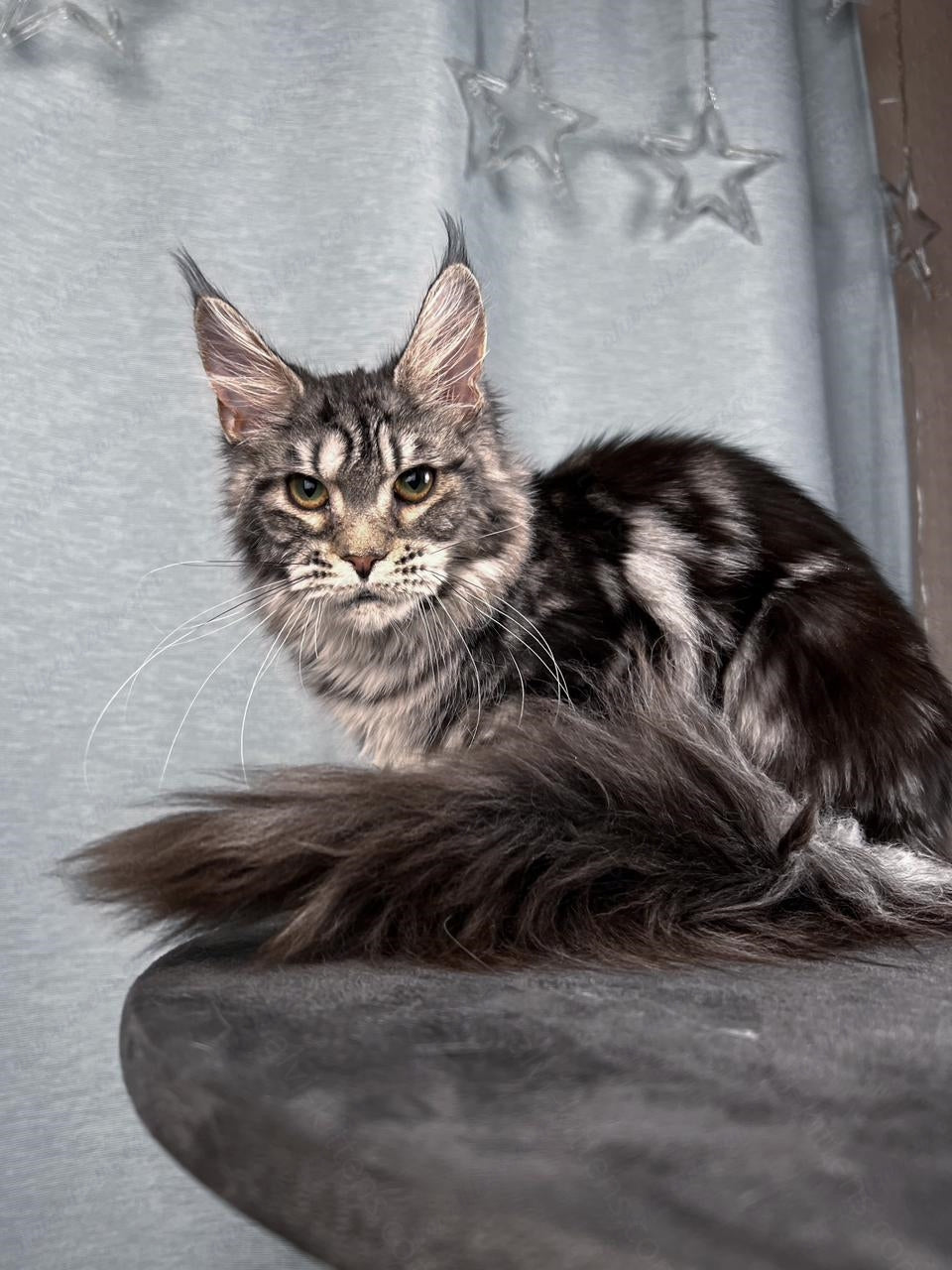 Maine Coon Cat Name "Ustinja"  MCP