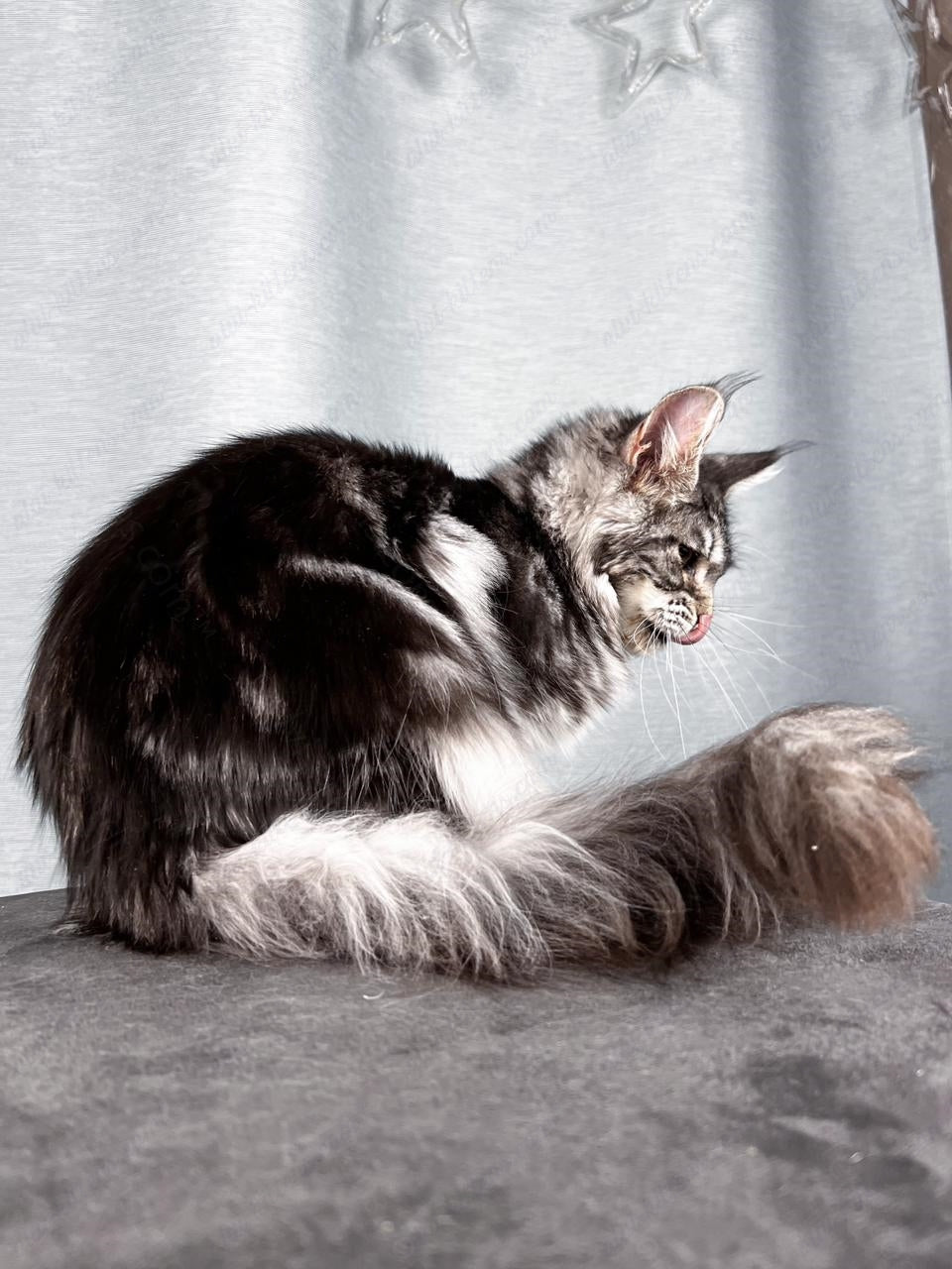 Maine Coon Cat Name "Ustinja"  MCP