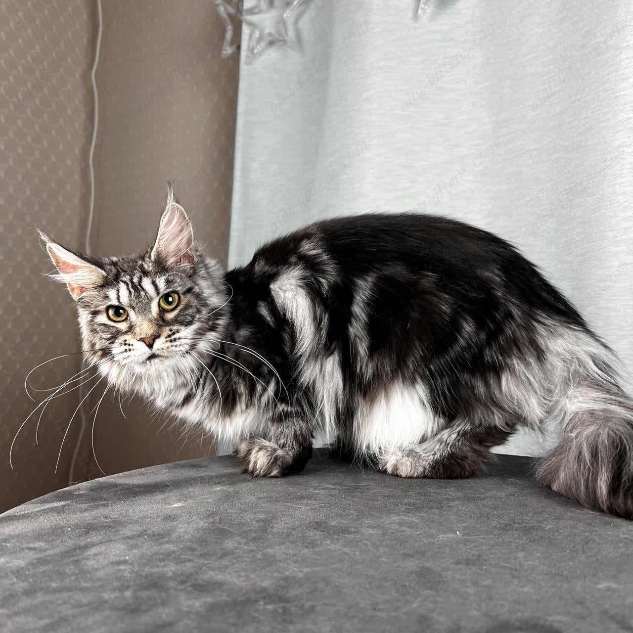 Maine Coon Cat Name "Ustinja"  MCP