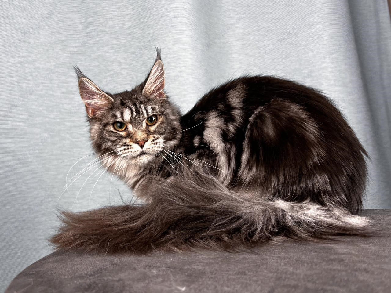 Maine Coon Cat Name "Ustinja"  MCP