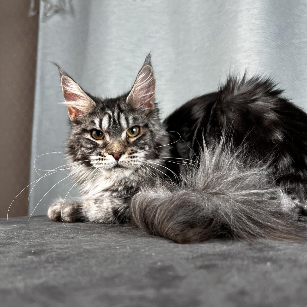 Maine Coon Cat Name "Ustinja"  MCP