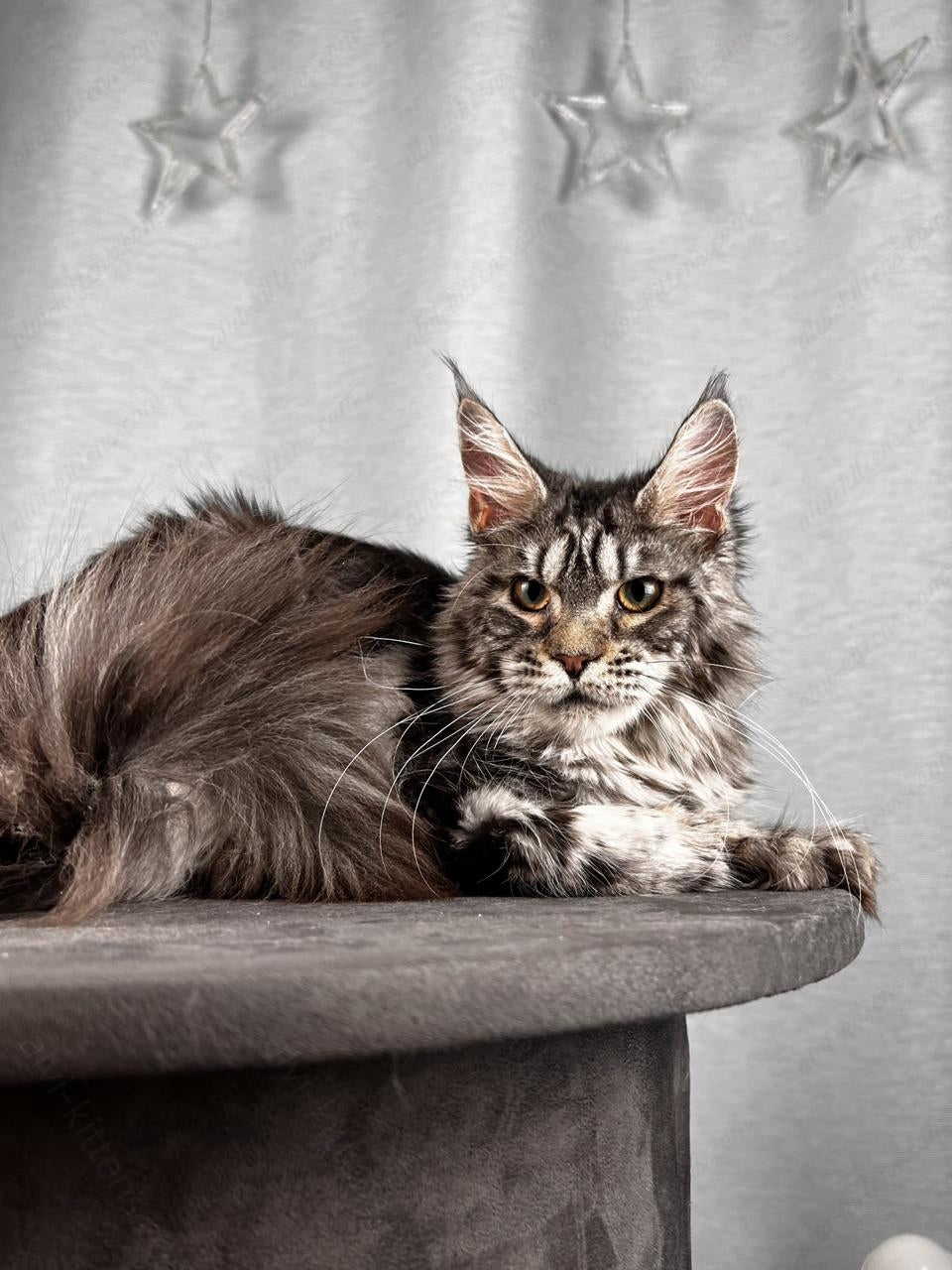 Maine Coon Cat Name "Ustinja"  MCP