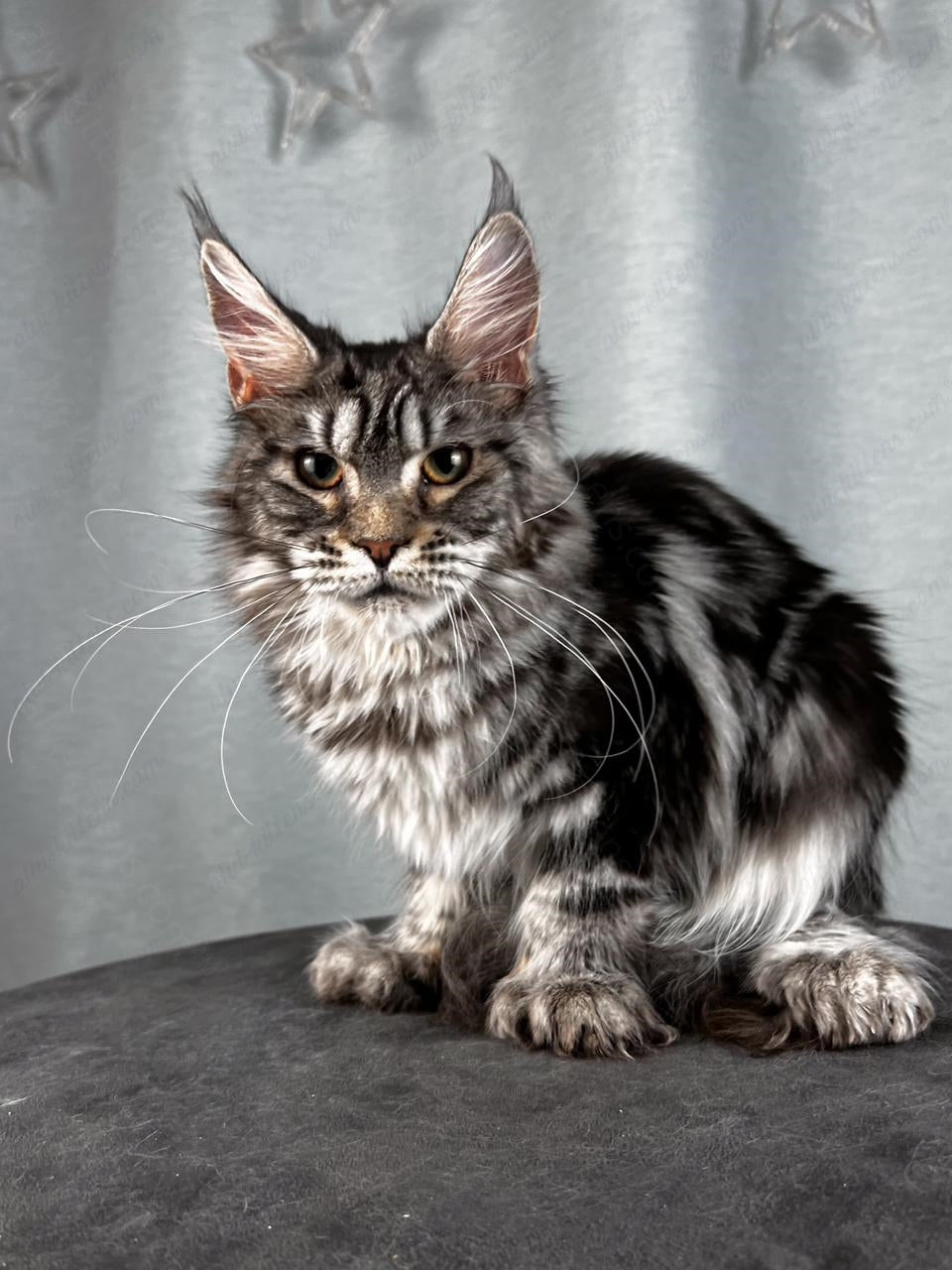 Maine Coon Cat Name "Ustinja"  MCP