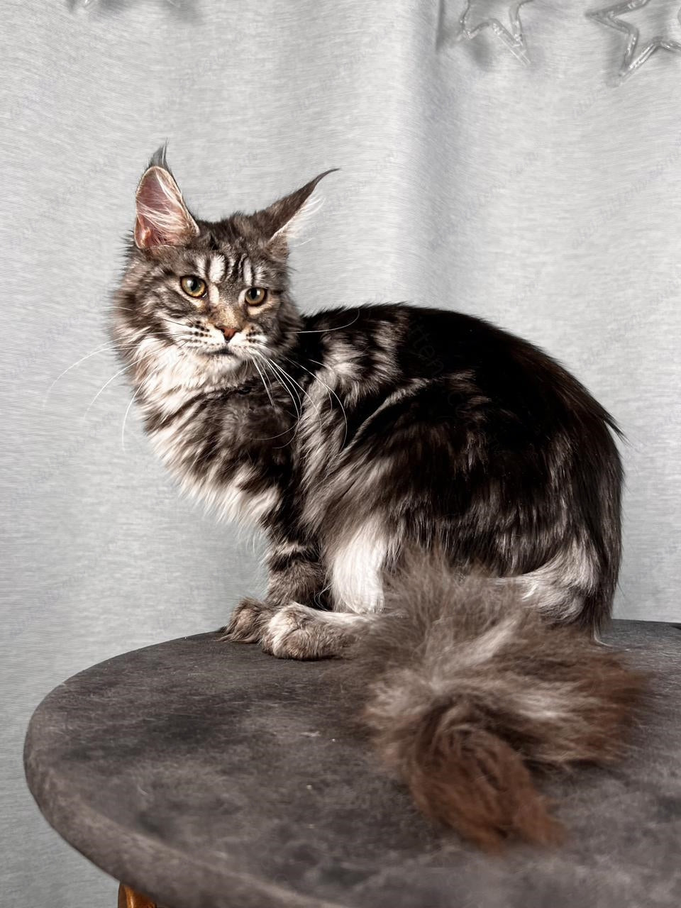 Maine Coon Cat Name "Ustinja"  MCP