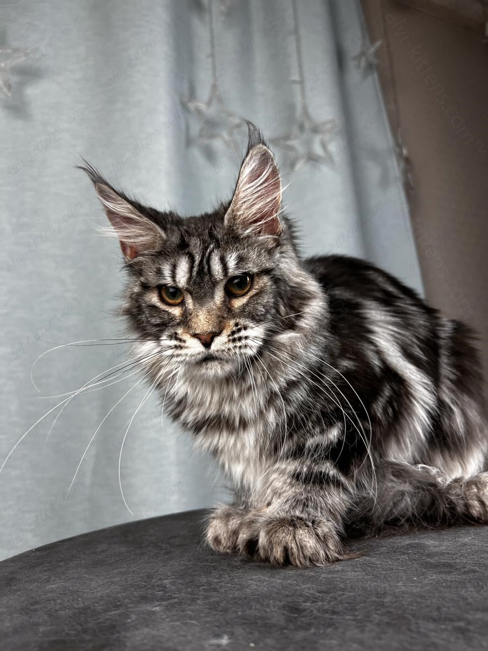 Maine Coon Cat Name "Ustinja"  MCP