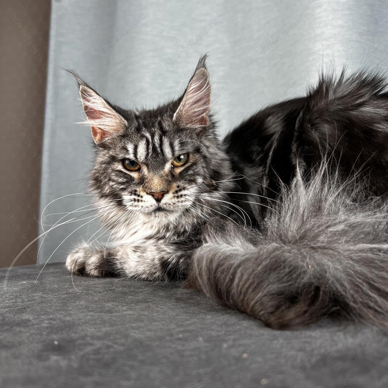 Maine Coon Cat Name "Ustinja"  MCP