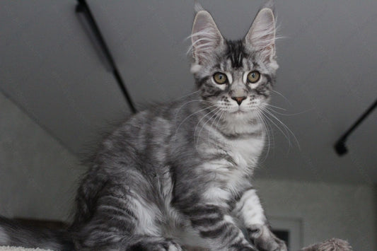 Maine Coon Kitten Name "Pixie"