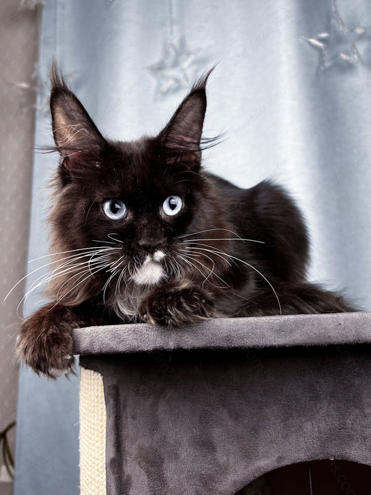 Maine Coon Kitten Name "Vinchester"